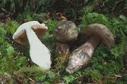 Tylopilus pseudoscaber